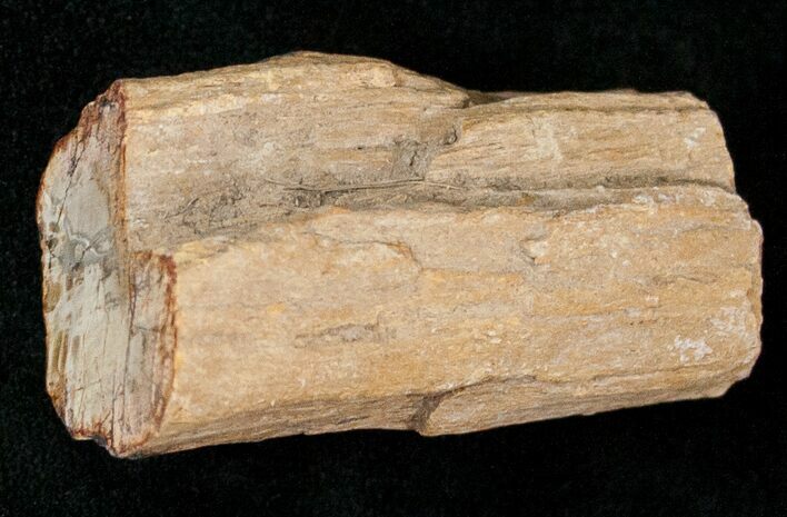 Polished Petrified Wood Limb - Madagascar #17154